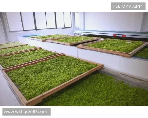 重庆排球队防守革新之路：从传统到现代的全面转型与实践探索